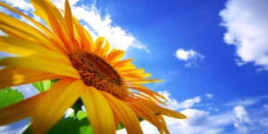 クロス・壁紙の張替え｜八王子市・多摩地区｜